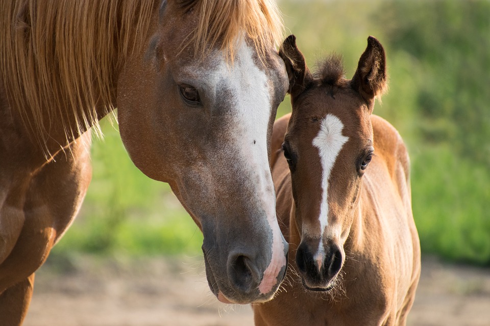 https://www.lavet.cl/wp-content/uploads/2024/10/BLOG_EQUINO05.jpg
